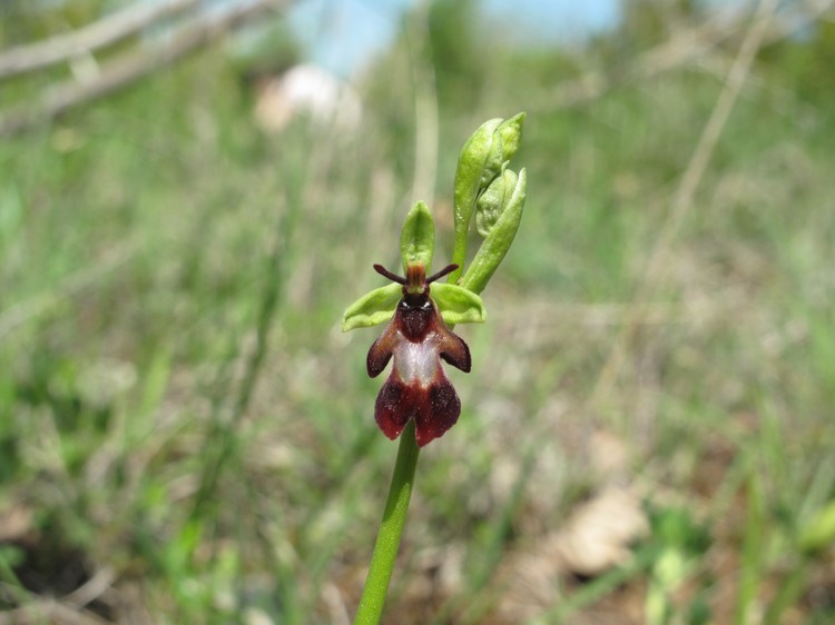 Ophrys insectifera